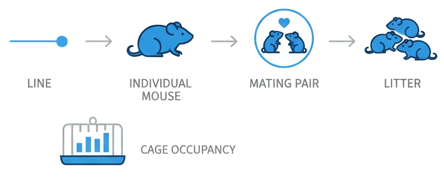 One Operational Model for Lines, Mice, Mating, and Litters